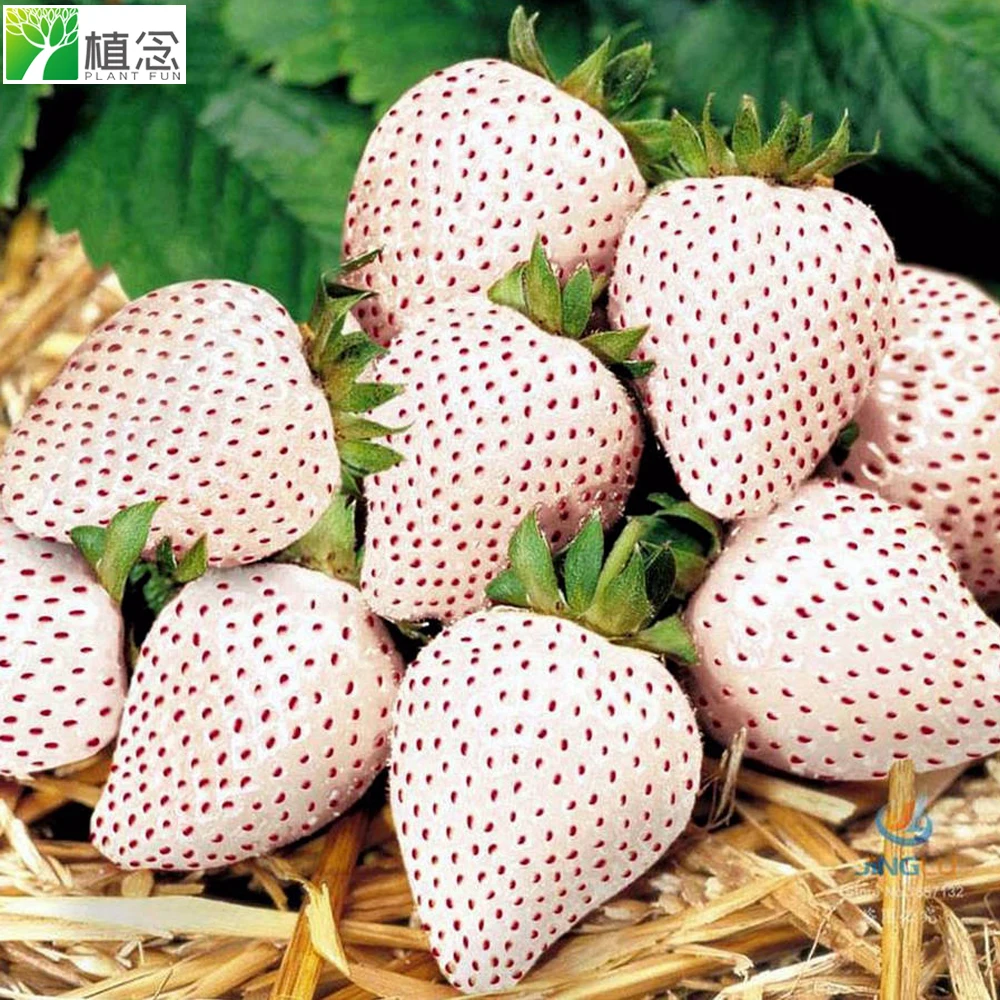 UK USA market hot selling Complete Grow Your Own White Strawberries seed growing Kit