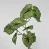 Green taro leaves a