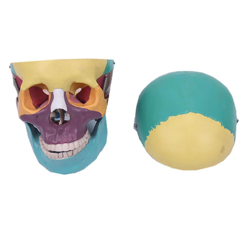 21cm Disarticulated Colored Skull Model For Studying Anatomy