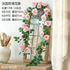 Pink French rose vine, 1.8 meters tall, no branches.