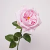 rosa morado