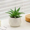 Aloe vera verde con boquilla de pato.
