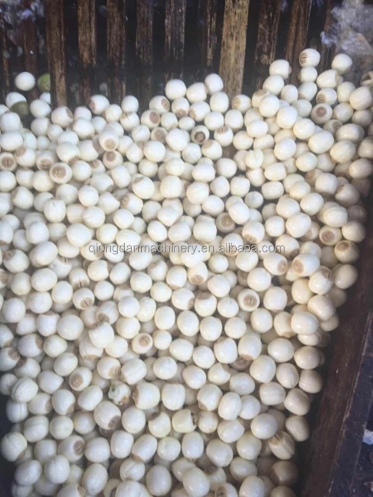 Large Capacity Lotus Seeds Processing Machine Lotus Seed Core Removing Machine Price