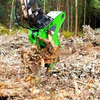 樫の木の切り株 樫の木の切り株