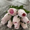Rosa chiaro