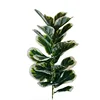 White-edged Fiddle-leaf Fig [23 phyllum] Approximately 80cm tall