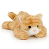 Orange cat