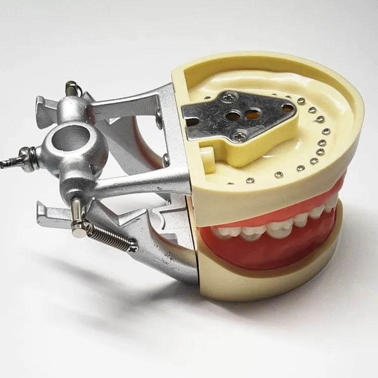 
 Стоматологическая модель 32 задних зубцов модель практики полный рот съемные зубные десны студентов практика задних отверстий  