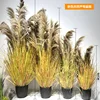 Autumn Colors Natural Reed Bonsai