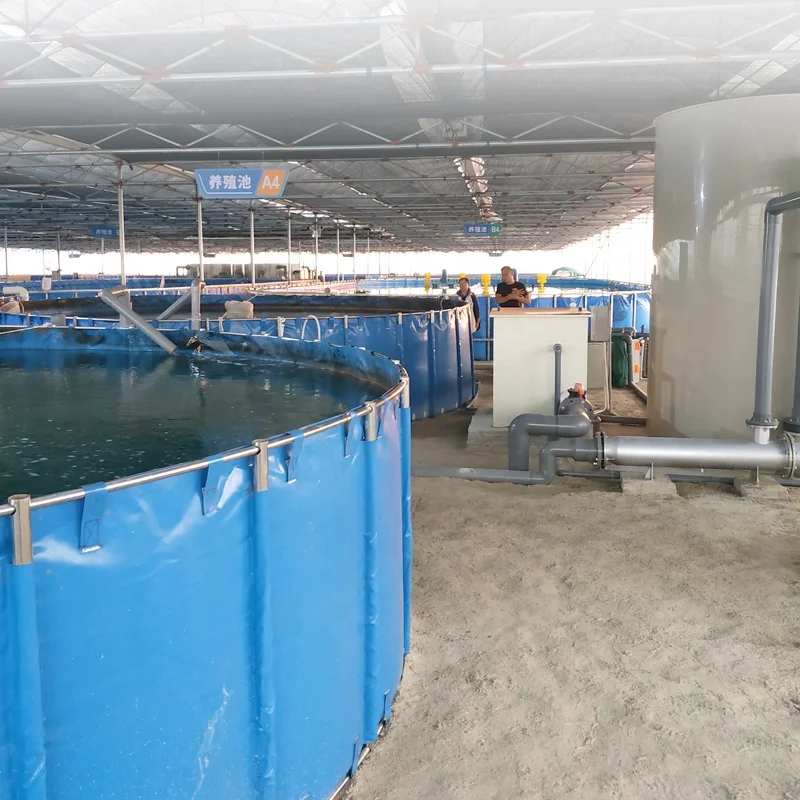 China Indoor Ras Shrimp Farming Equipment And Tilapia Fish Farming ...