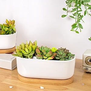 Dropshipping Oval Shaped 6.6*3.3 Inch White Ceramic Succulent Planter Pots  with Bamboo Tray for Home Office or Garden