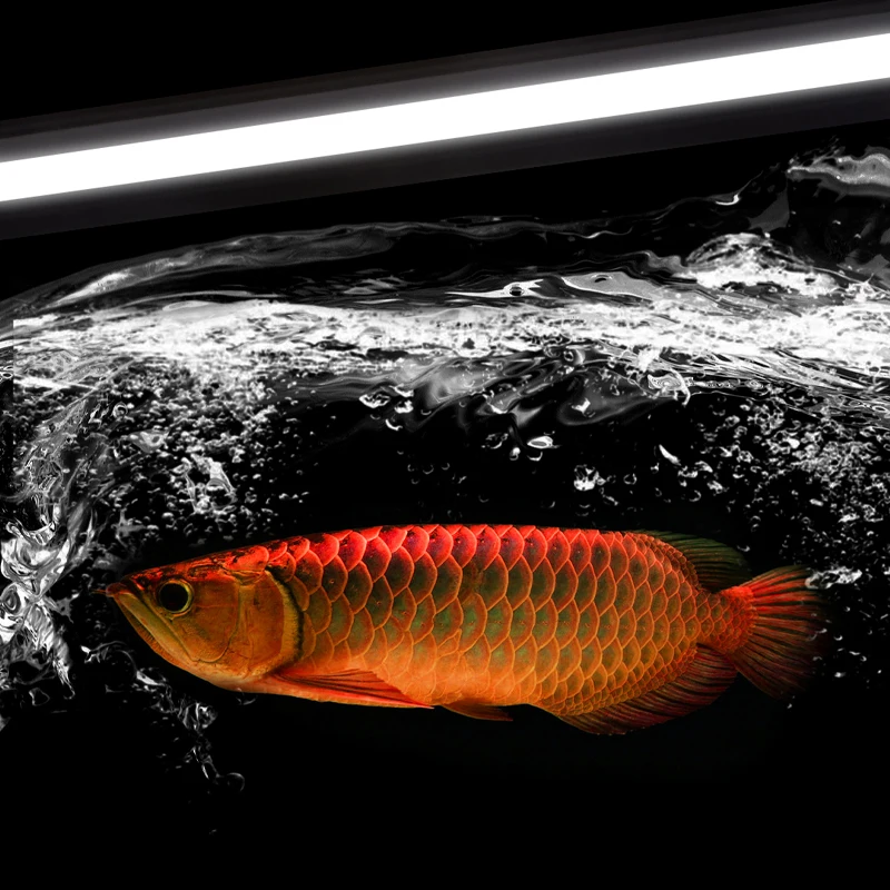 キ*ン様 Arowana Magical Light Series キ*ン様 Arowana Magical Light Series キ*ン様 Arowana Magical Light