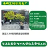 Árbol de arce verde con poste curvo de fibra de vidrio de 2,3 m de altura (enlace de depósito)