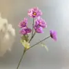 สีม่วง