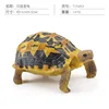 Colorida tortuga estrella india Q9899-S603 147g