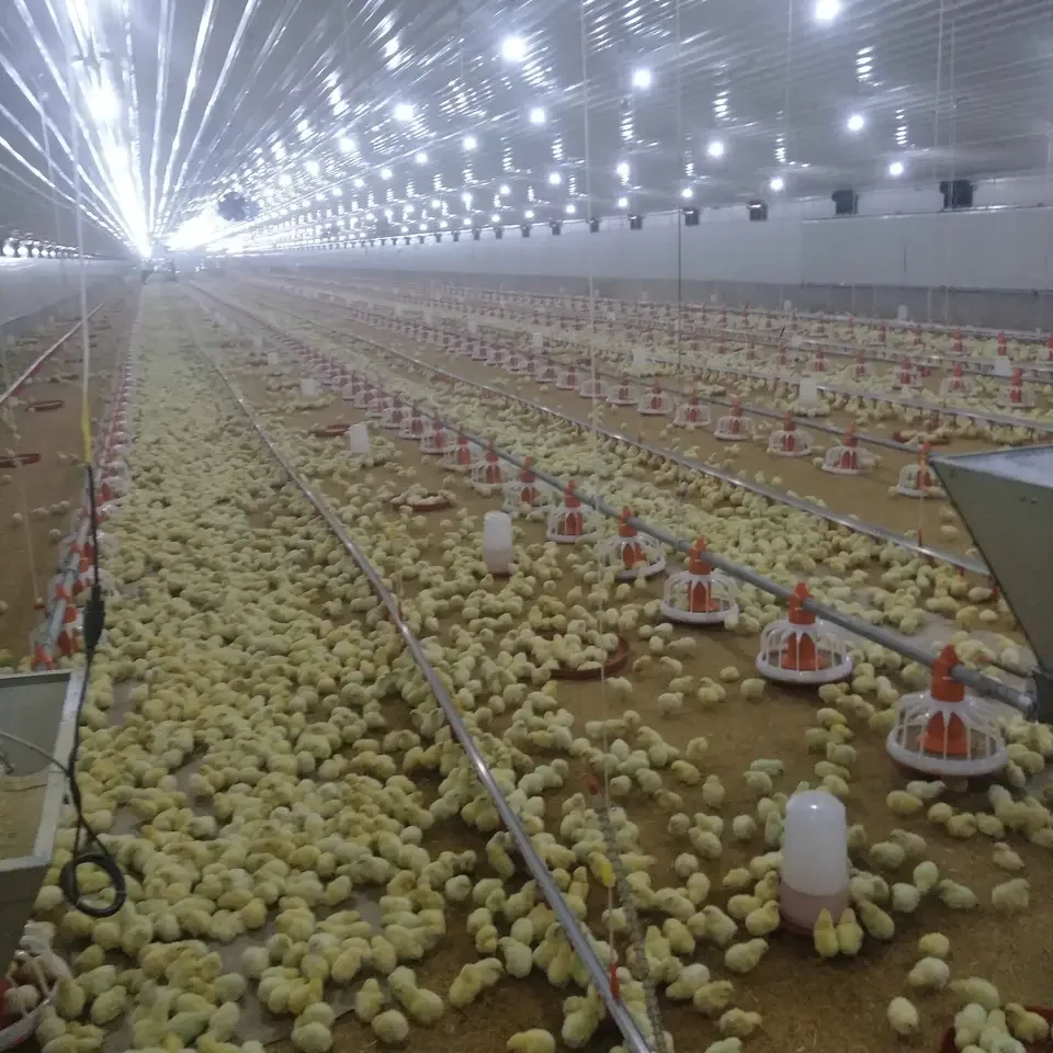 Turnkey Solution Automatic Broiler Breeder Layer Chicken Poultry Floor Cage Farming Raising Growing Equipment Machine System