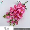 Gladiolus PP Pink