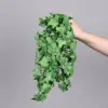 Hojas de batata colgando, verde 2