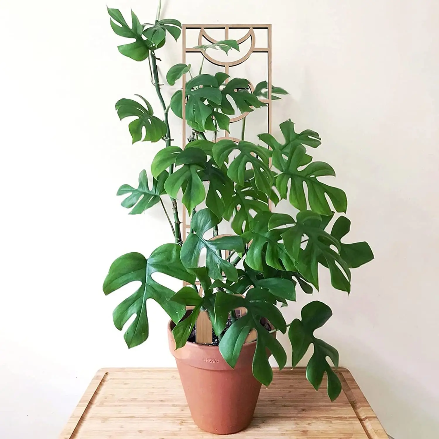 Plant Climbing Trellis Diy Garden Trellis Mini Potted Plant Support