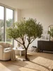 OLIVETREE