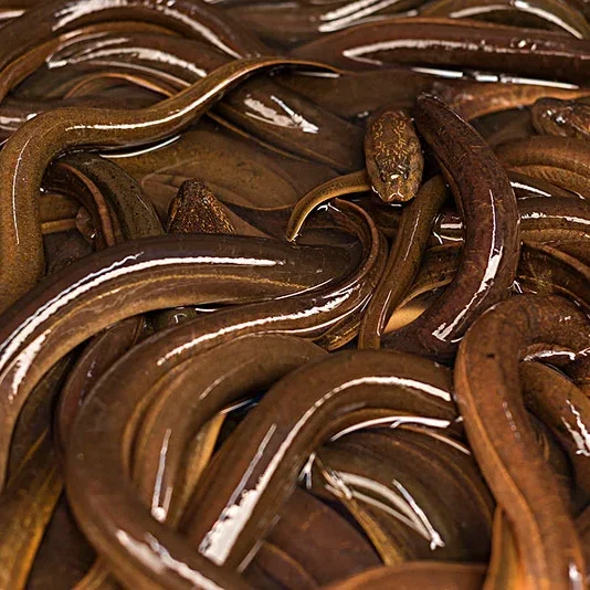 Barbecue Frozen Eel Live Eel Quick Frozen Fresh Eel With Cold Chain