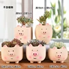Light brown pink pig 5-piece set