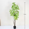 Heartleaf Ficus, white and green, 210cm