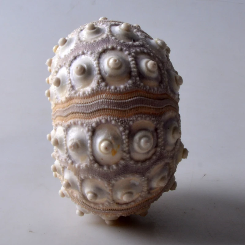 POPETPOP 2 Set Decorazione Di Ricci Di Mare Decorazioni Per Acquari