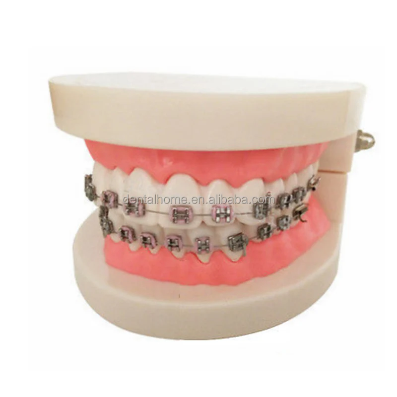 Dental Orthodontic Teach Study Teeth Model Resin Tooth Molds Buy