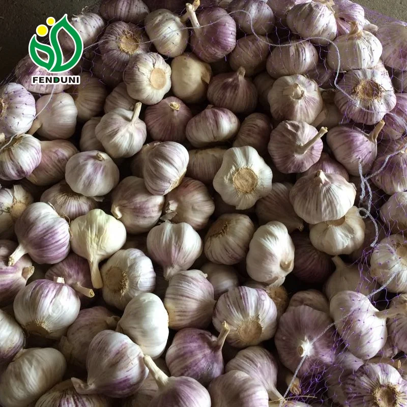 Red Garlic for Tunisia