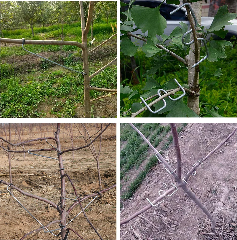 20 PCS Écarteurs De Branches Arbres Fruitiers En M - Supports Galvanisés Pour Améliorer La Croissance