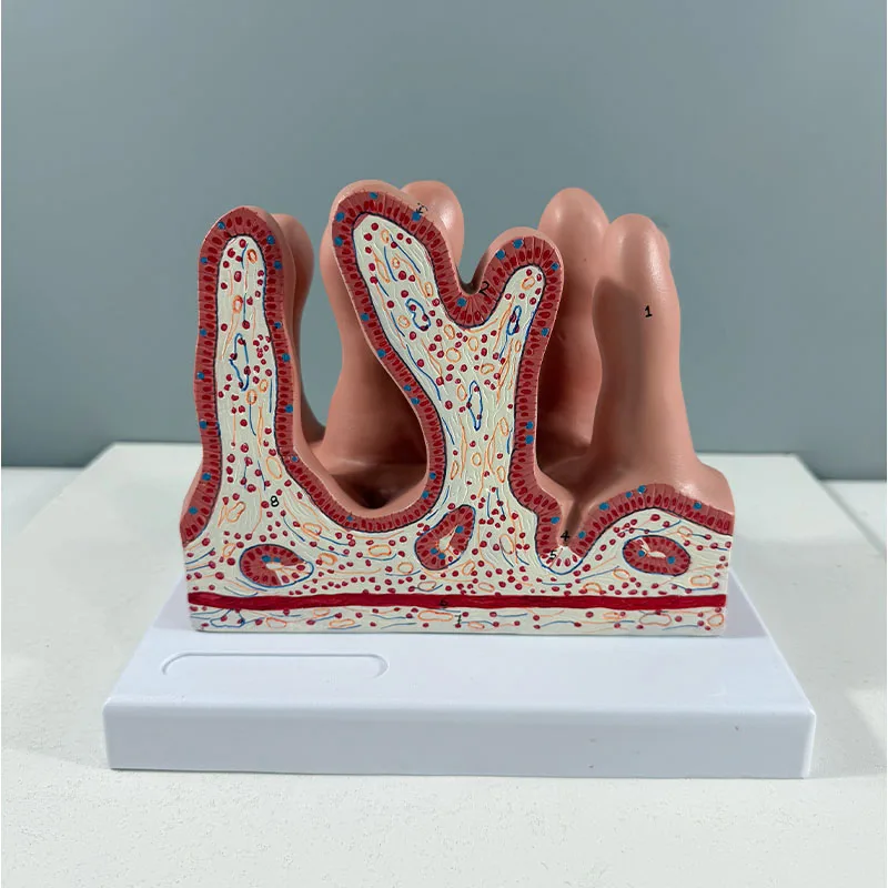 Human Skeletal Anatomy Model - Large Intestine Villus