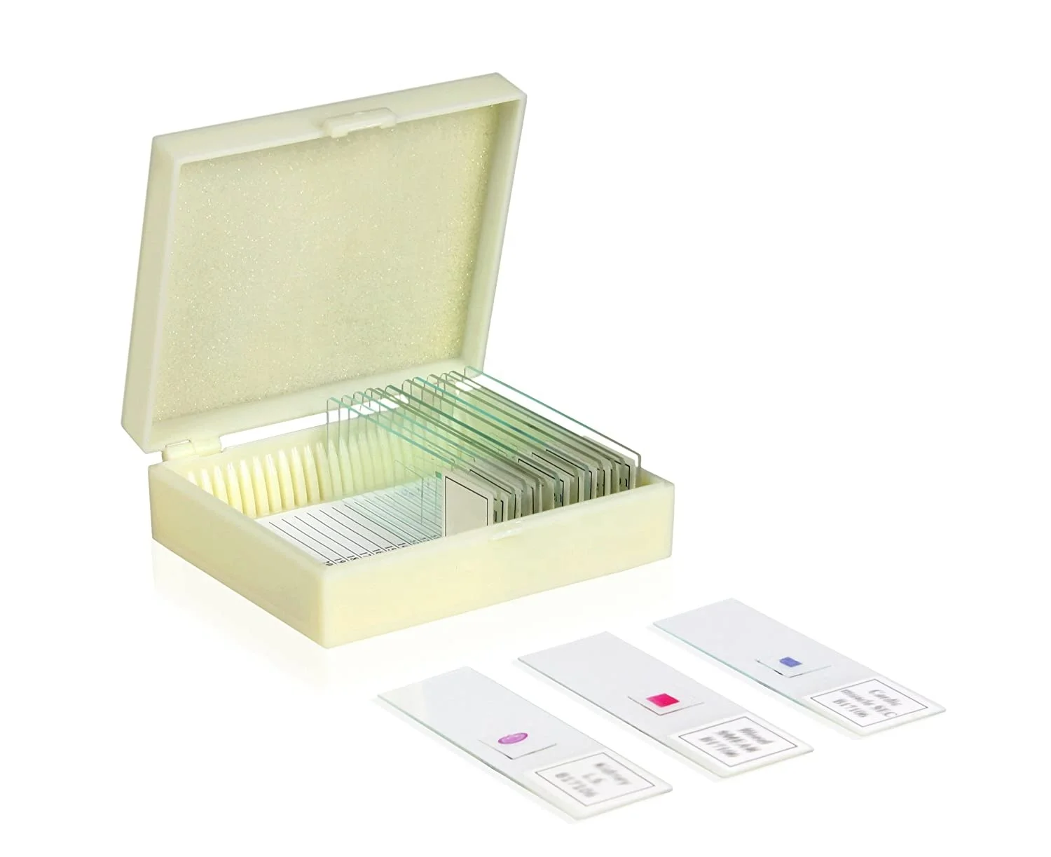 Laboratory Research Insect medical glass prepared microscope slides with Specimen