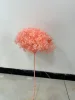 rosa pesca