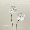 palm-white