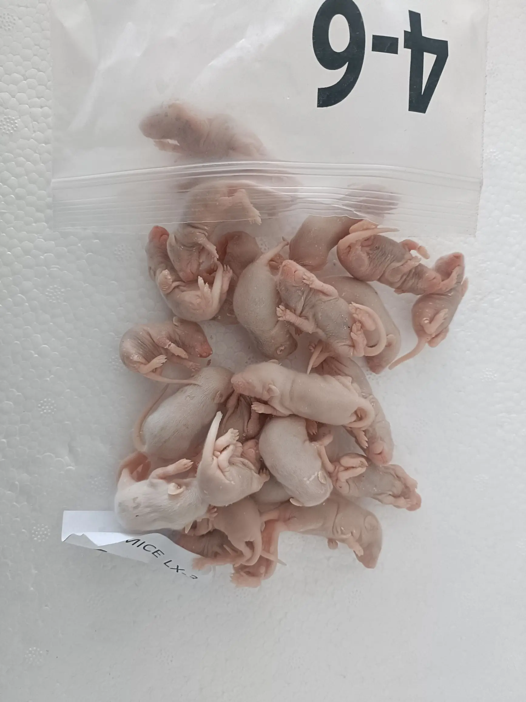 Pinky Mice For Pet Snakes,Lizards,Frogs,Turtles,Crocodiles,Foxes,Hawks,Skinks,Spiders Buy