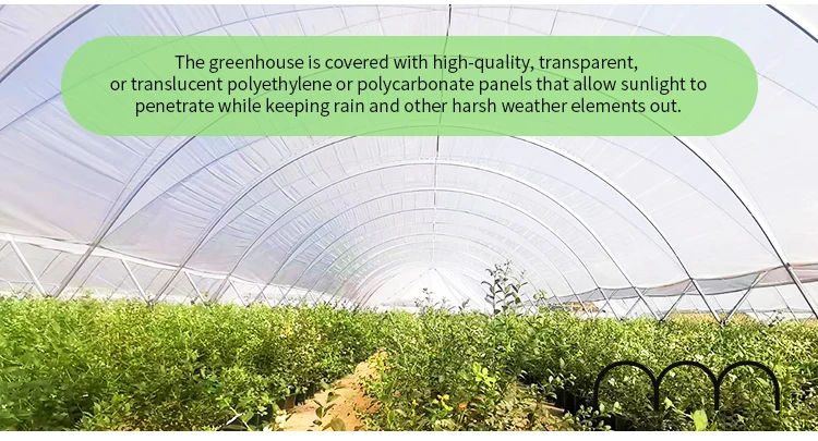 Economical Multispan Rain Shelter Greenhouse with Hot Galvanized Steel Frame for Kiwi Growing