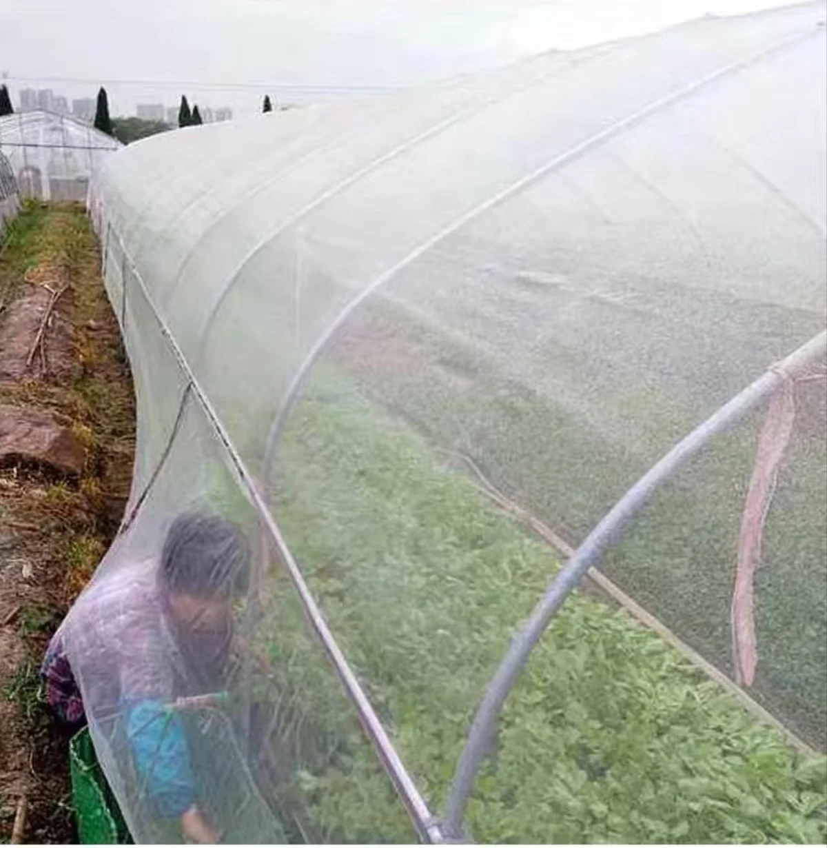 用于番石榴、樱桃、杨梅树和蔬菜的植物防虫网和鸟类防护网 - 防蚊蝇网，中国制造
