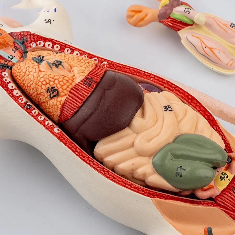 Modello Di Anatomia 'Organo Animale 4D Intelligenza Del