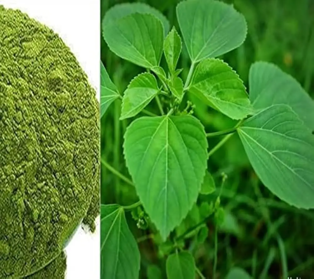 Acalypha Leaves Cultivated Wild Indian Acalypha Leaves Powder Plant Extract Food Supplement