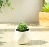 Maceta de diamantes Echeveria Chihuahua verde