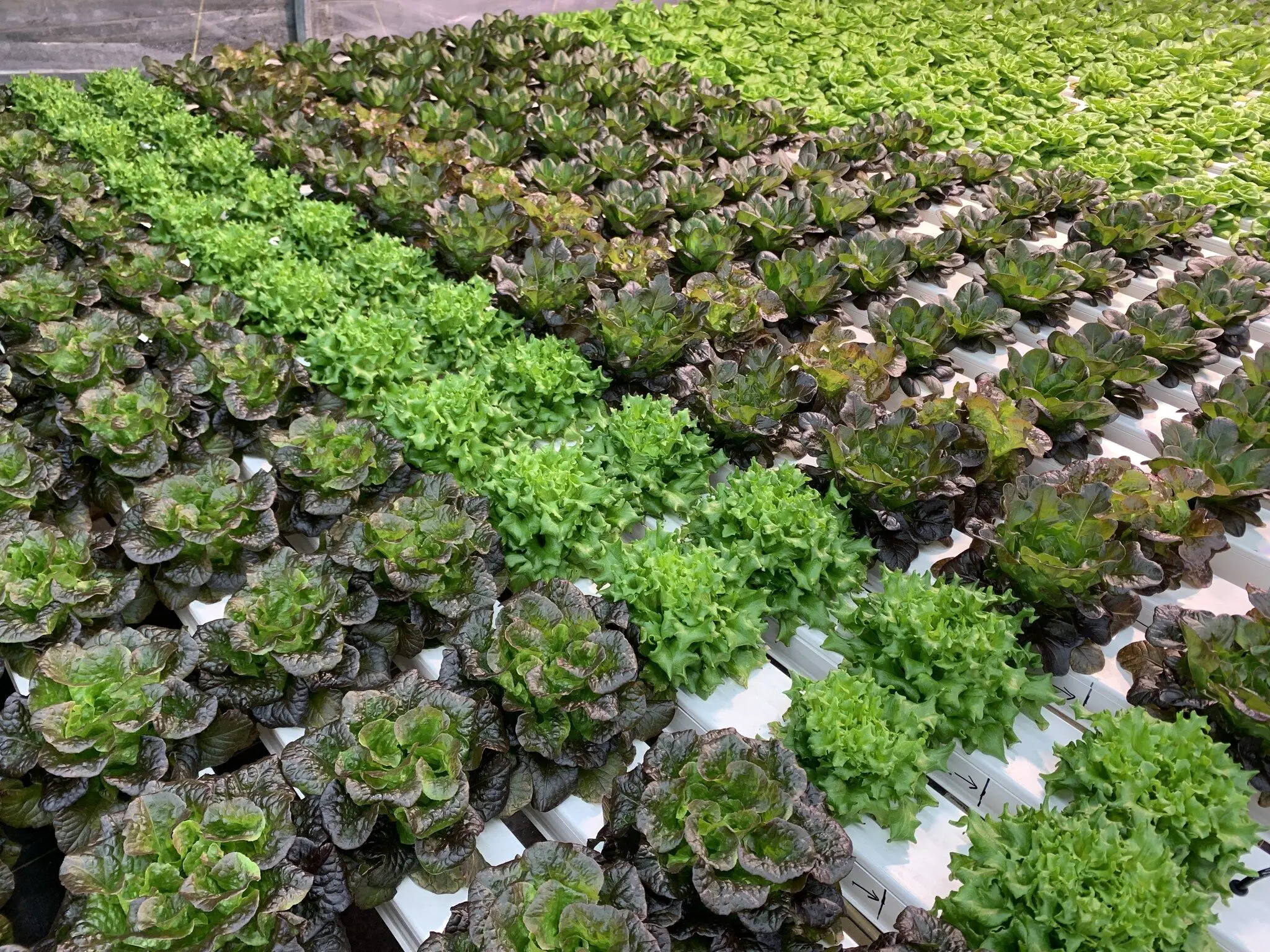 Hydroponic Planting