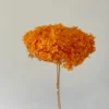 Orange/Piece
