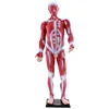 33219 Human muscle model (85 cm tall)
