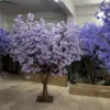 purple jacaranda mimosifolia