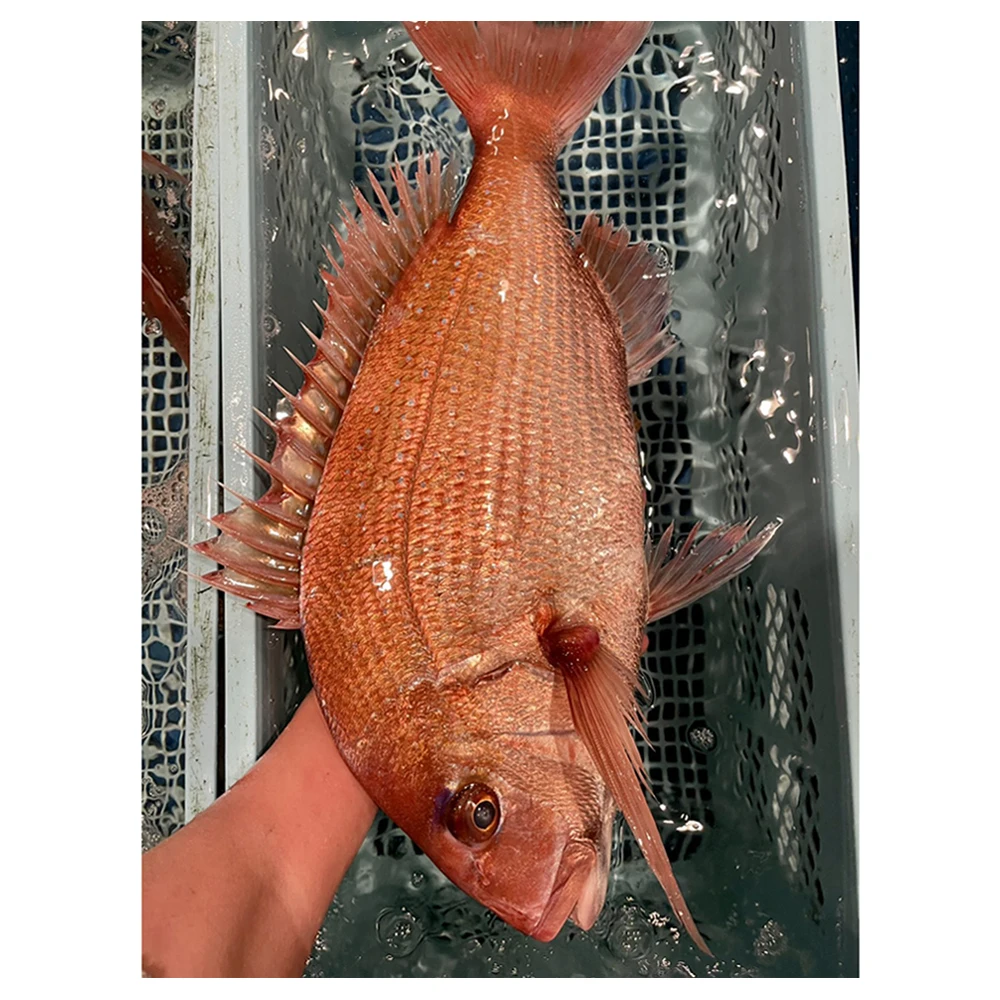 king most popular highly-fresh special technique red seabream