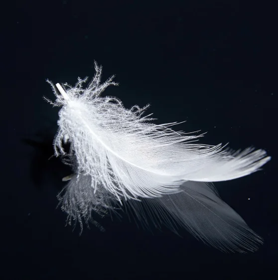 Duck Feather White Feather No Smell Cushion Filling Duck Feather Buy