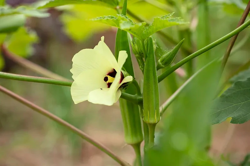 Freeze Dried Okra Chips - Wholesale Bulk & Private Label Hf55ff3e62ea044a9808d7541ca40b7e8I