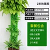 Eucalyptus Set B