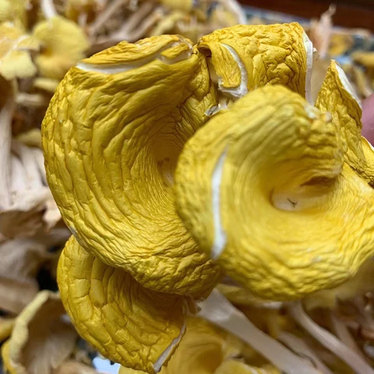 Buy Wild Dried Chanterelle Jamur Chanterelle Mushrooms With Wholesale Prices